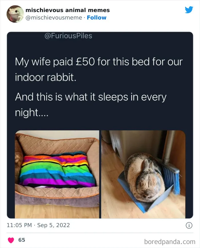 This Twitter Page Is Dedicated To Mischievous Animal Memes, Here Are 35 Of The Funniest Ones