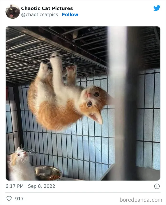 27 De las mejores "fotos caóticas de gatos" compartidas en esta cuenta de Twitter