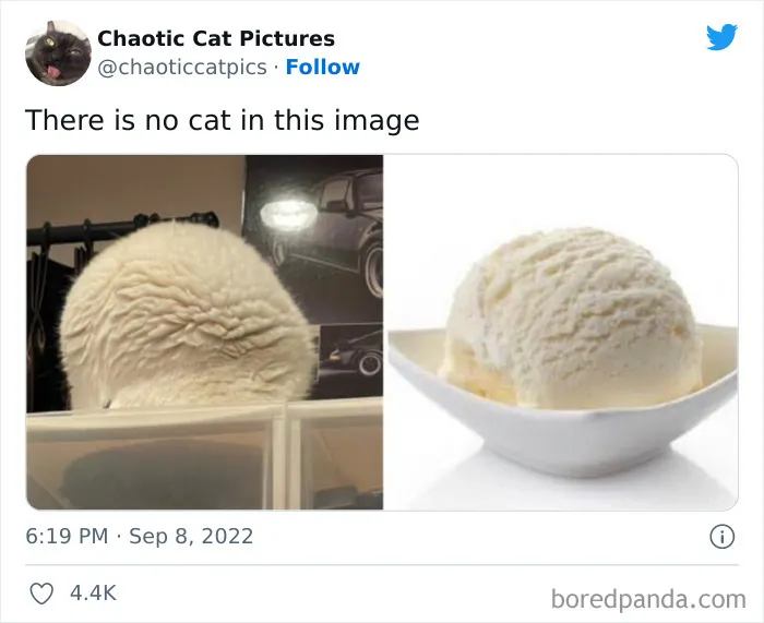 Twitter Can’t Get Enough Of This Page Dedicated To ‘Chaotic Cat Pictures’, Here Are 35 Of Their Best Posts