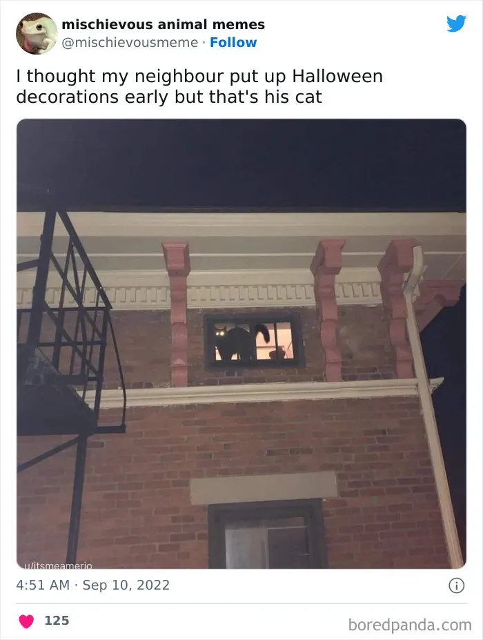 This Twitter Page Is Dedicated To Mischievous Animal Memes, Here Are 35 Of The Funniest Ones