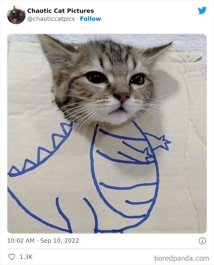 27 De las mejores "fotos caóticas de gatos" compartidas en esta cuenta de Twitter