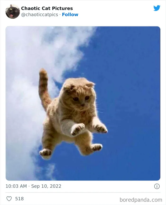 27 De las mejores "fotos caóticas de gatos" compartidas en esta cuenta de Twitter