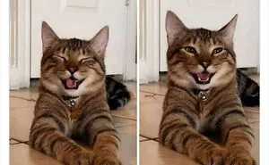 Twitter Can’t Get Enough Of This Page Dedicated To ‘Chaotic Cat Pictures’, Here Are 35 Of Their Best Posts