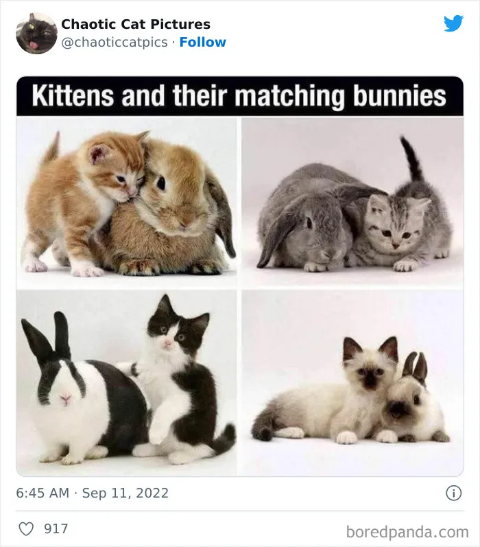 Twitter Can’t Get Enough Of This Page Dedicated To ‘Chaotic Cat Pictures’, Here Are 35 Of Their Best Posts