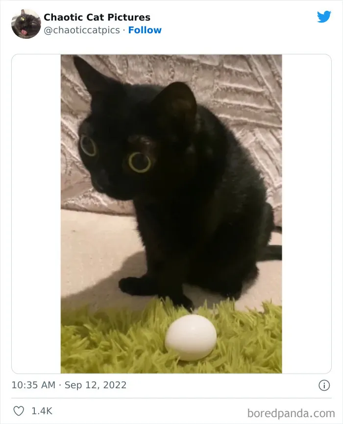 27 De las mejores "fotos caóticas de gatos" compartidas en esta cuenta de Twitter