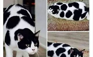 Twitter Can’t Get Enough Of This Page Dedicated To ‘Chaotic Cat Pictures’, Here Are 35 Of Their Best Posts