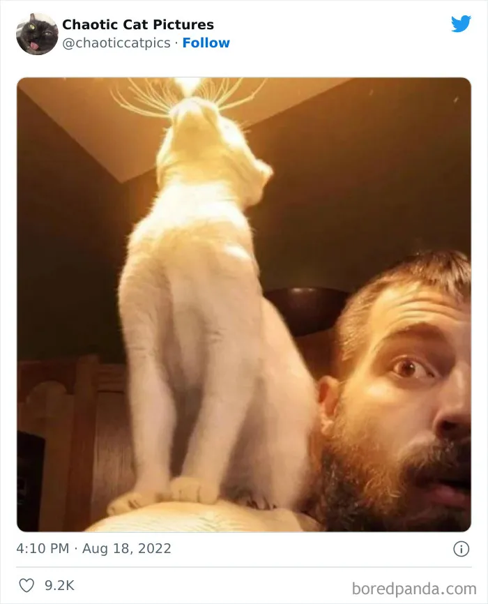 27 De las mejores "fotos caóticas de gatos" compartidas en esta cuenta de Twitter