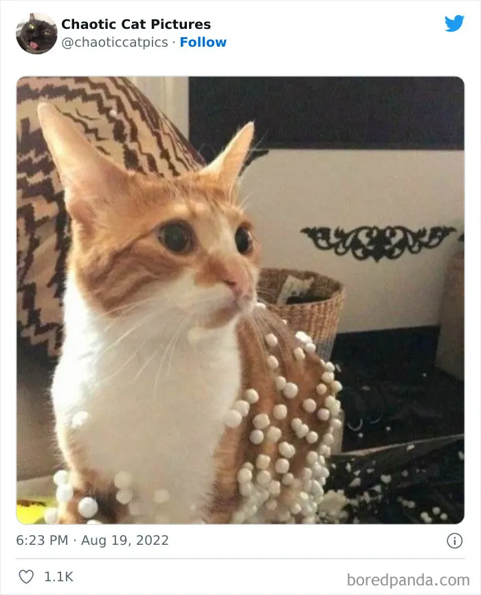 27 De las mejores "fotos caóticas de gatos" compartidas en esta cuenta de Twitter