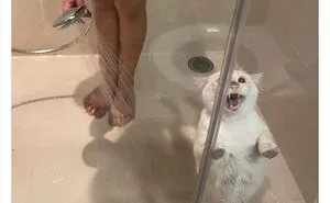 Twitter Can’t Get Enough Of This Page Dedicated To ‘Chaotic Cat Pictures’, Here Are 35 Of Their Best Posts