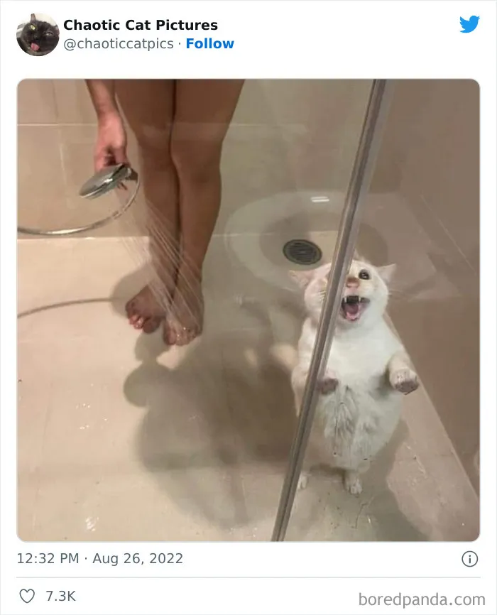 27 De las mejores "fotos caóticas de gatos" compartidas en esta cuenta de Twitter