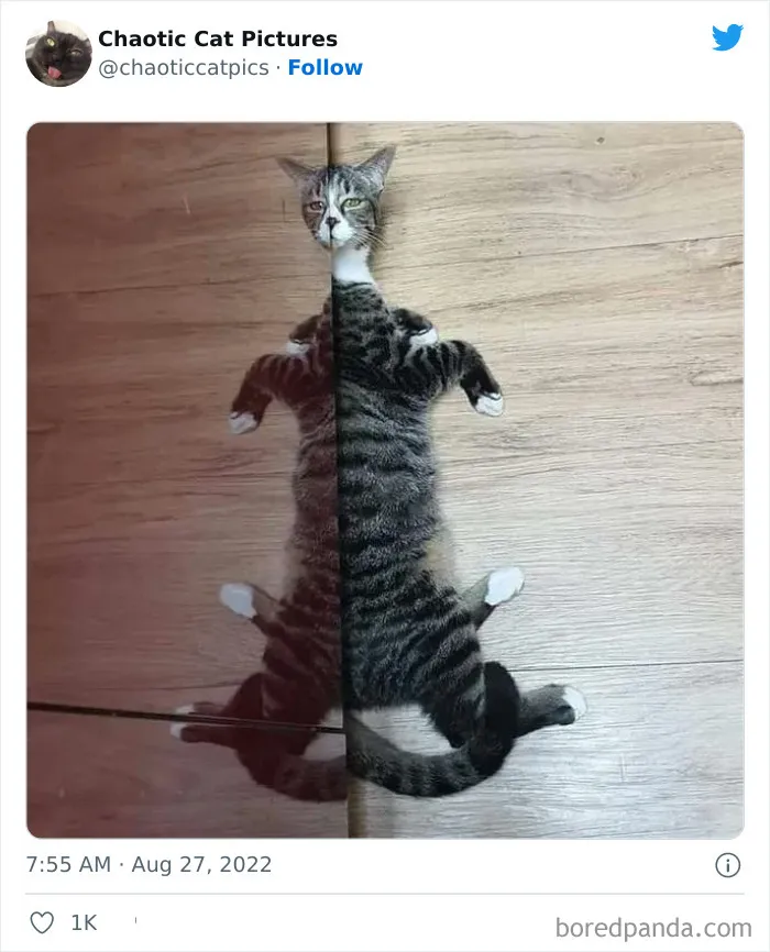 27 De las mejores "fotos caóticas de gatos" compartidas en esta cuenta de Twitter