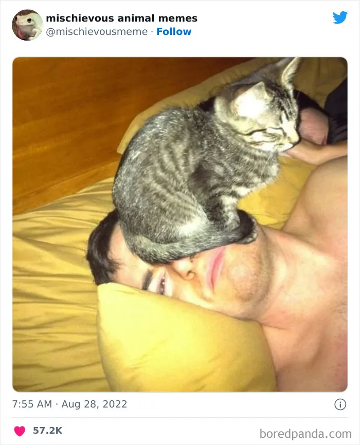 20 Divertidos memes de animales traviesos, compartidos en Twitter