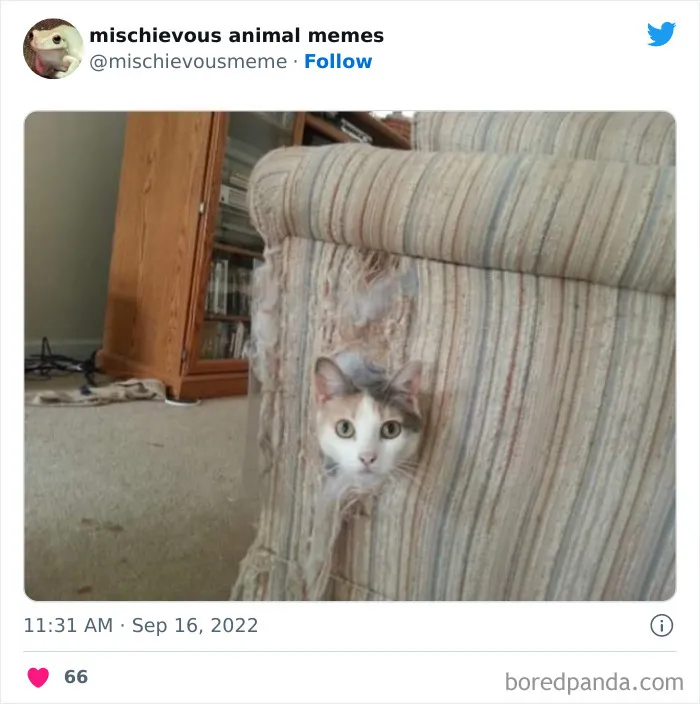 20 Divertidos memes de animales traviesos, compartidos en Twitter