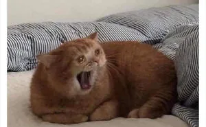 This Twitter Page Is Dedicated To Mischievous Animal Memes, Here Are 35 Of The Funniest Ones