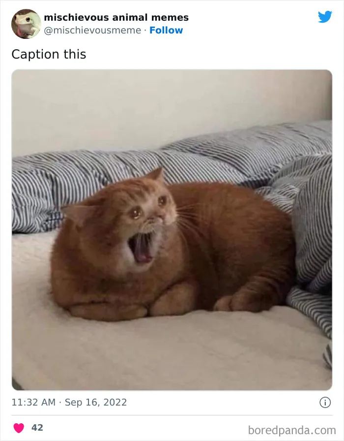 Mischievous-Animal-Memes