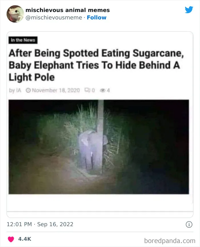 This Twitter Page Is Dedicated To Mischievous Animal Memes, Here Are 35 Of The Funniest Ones