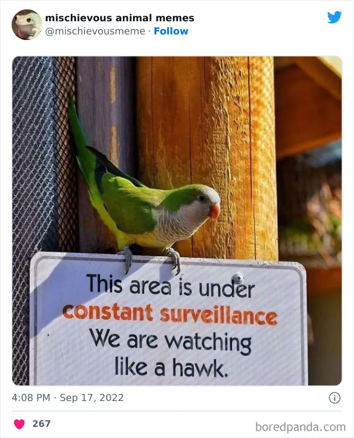 This Twitter Page Is Dedicated To Mischievous Animal Memes, Here Are 35 Of The Funniest Ones