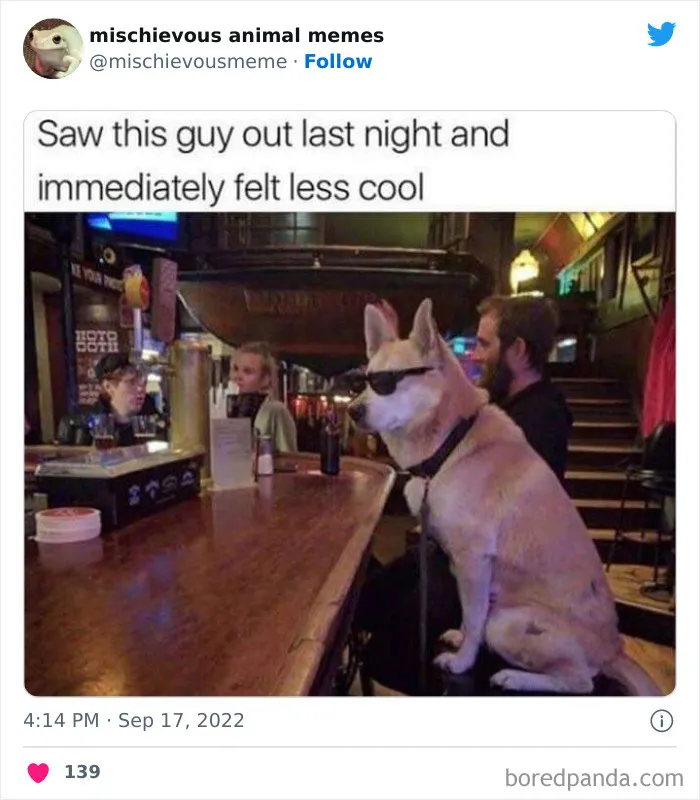 This Twitter Page Is Dedicated To Mischievous Animal Memes, Here Are 35 Of The Funniest Ones