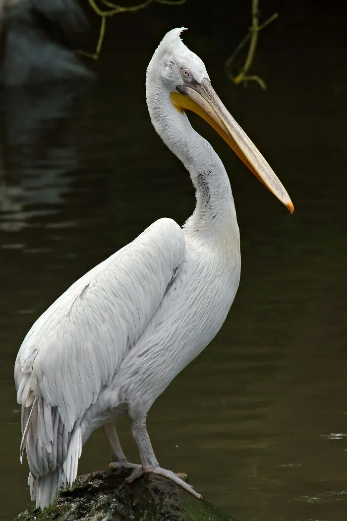 You Can't Really Blame A Pelican For Having High Hopes, It's Not A Pelican't