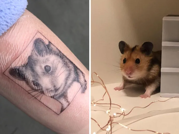 My Hamster, Toffee