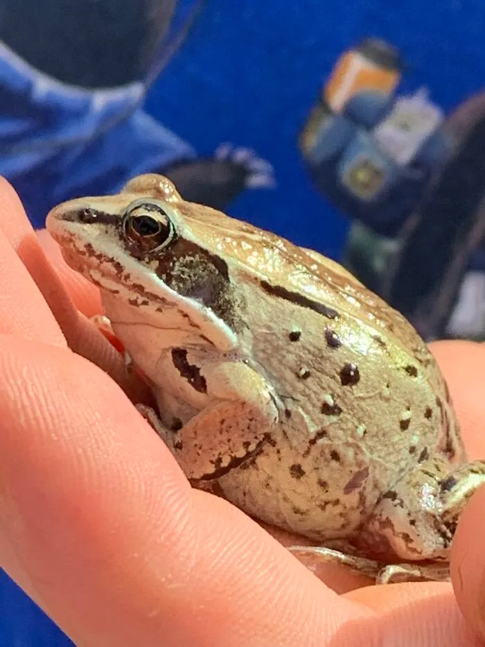 I Found This Frog Outside, But Unfortunately It Got Eaten By A Cat :(