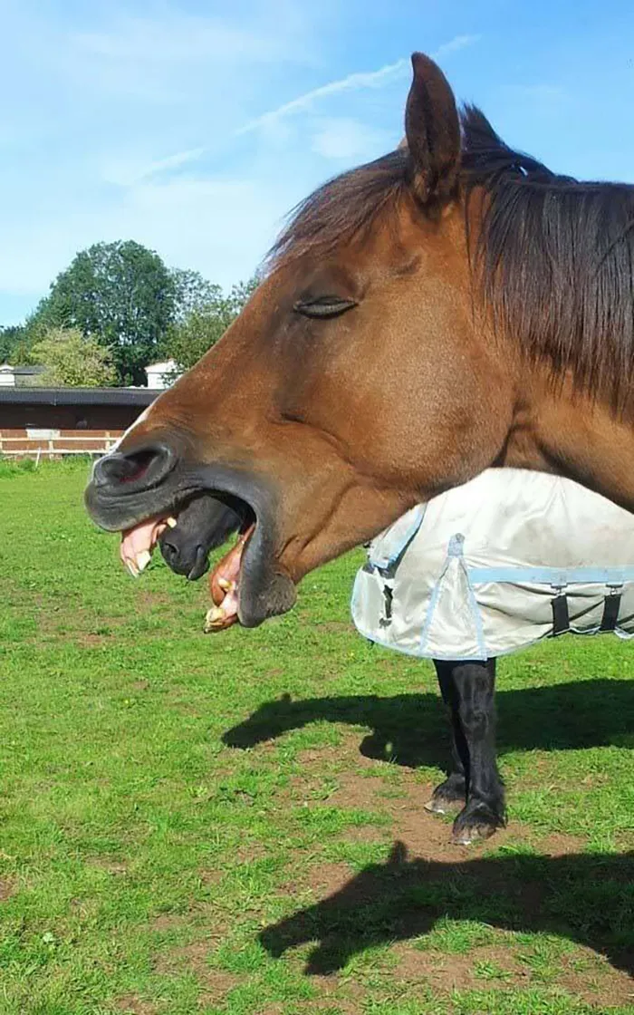 35 Situaciones que parecen salidas de un sueño, compartidas en el grupo “Surrealismo accidental”