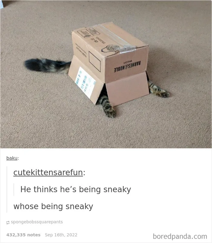 Blessed Cat Comment
