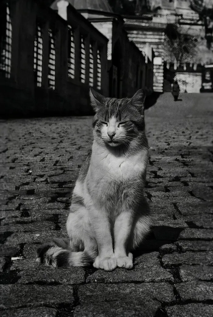 "I Take Pictures Of Stray Cats In Hopes To Touch Your Souls And Inspire You To Feed Your Local Cats" (14 New Pics)