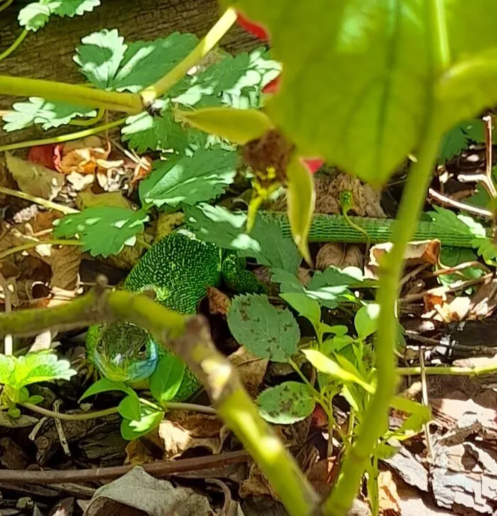Hiding In The Shade
