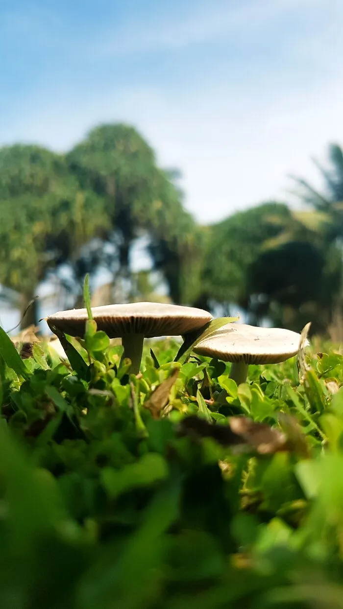 Mushrooms!!! ^_^