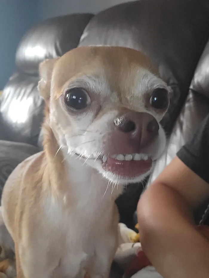 Didnt Cost A Cent, But Come On Who Can Say No To This Face😁😄