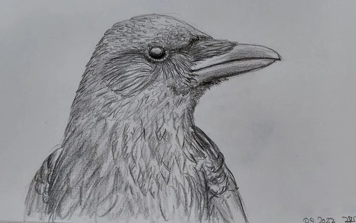 A Crow. (Black Crayon. Done While Driving In The Subway)