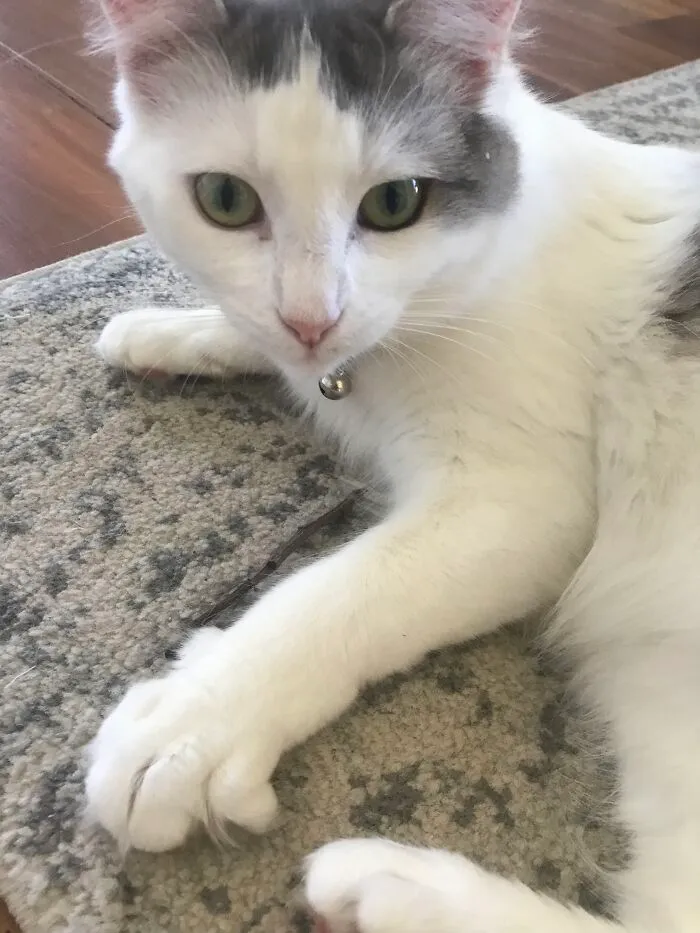 The Names Bondi, James Bondi. She Also Has A Bow Tie So Feel Free To Draw That Instead Of The Bell. She Is Also Cuddling Her Stick