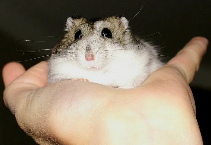 Close-up of a cute hamster comfortably sitting in a person's hand, showcasing an unlikely personal story.