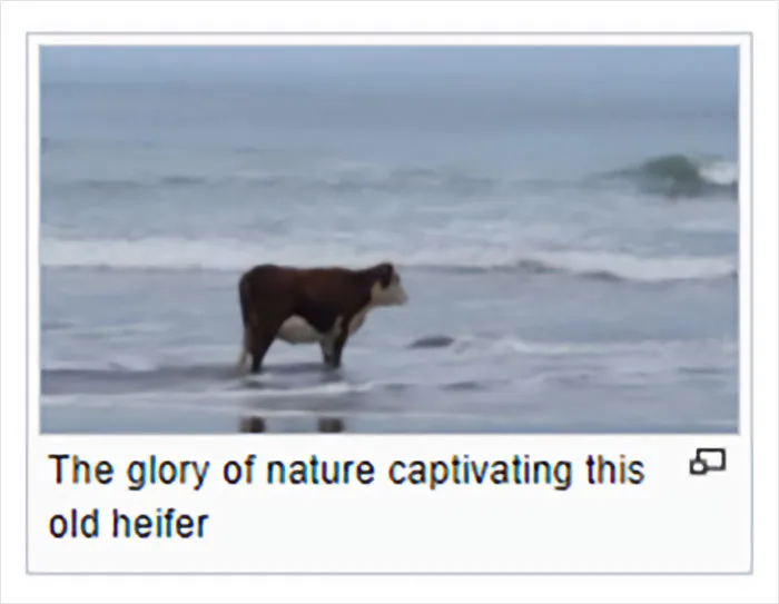 Folks Online Are Chuckling At These 30 Ridiculous “Edits” Of Wikipedia Pages As Shared By This Dedicated Twitter Page