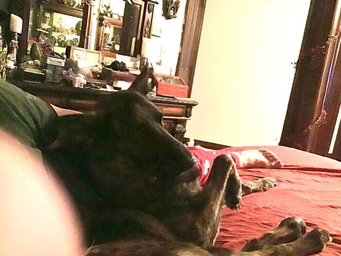 My German Shepherd Named Boda