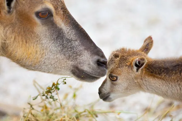 These Are My Best Animal Photographs That Were Taken In The Last 3 Months (10 Pics)