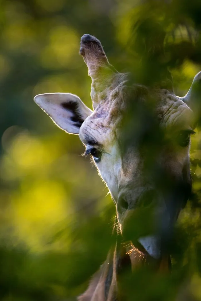 These Are My Best Animal Photographs That Were Taken In The Last 3 Months (10 Pics)