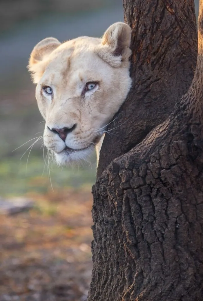These Are My Best Animal Photographs That Were Taken In The Last 3 Months (10 Pics)