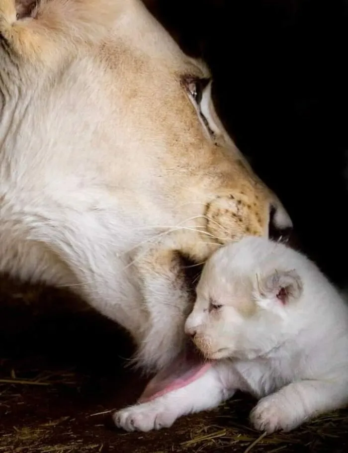These Are My Best Animal Photographs That Were Taken In The Last 3 Months (10 Pics)
