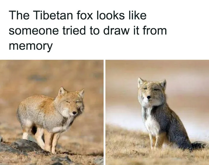 Uuh... Fox Title?