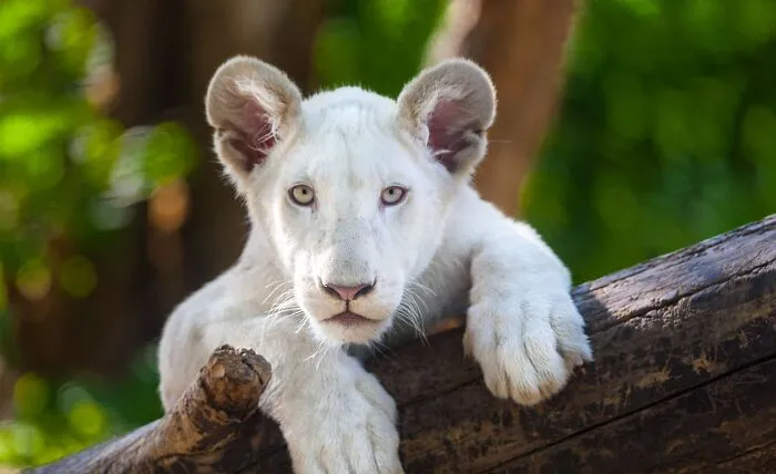 These Are My Best Animal Photographs That Were Taken In The Last 3 Months (10 Pics)