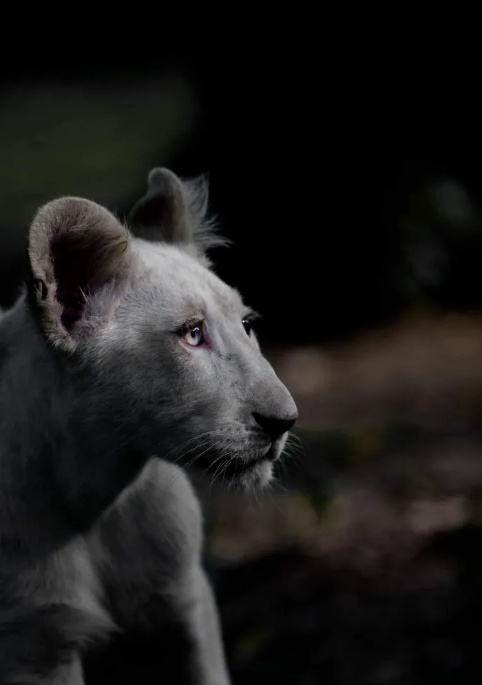 These Are My Best Animal Photographs That Were Taken In The Last 3 Months (10 Pics)