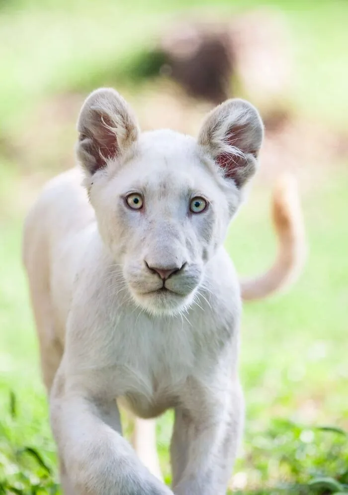 These Are My Best Animal Photographs That Were Taken In The Last 3 Months (10 Pics)