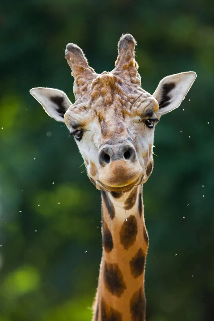 These Are My Best Animal Photographs That Were Taken In The Last 3 Months (10 Pics)