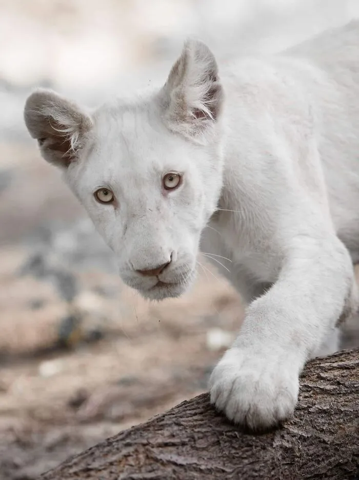 These Are My Best Animal Photographs That Were Taken In The Last 3 Months (10 Pics)