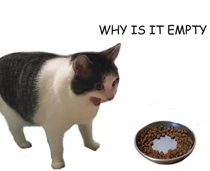 Cat looking at a food bowl with an empty center, captioned "Why is it empty?" in a relatable cat meme.