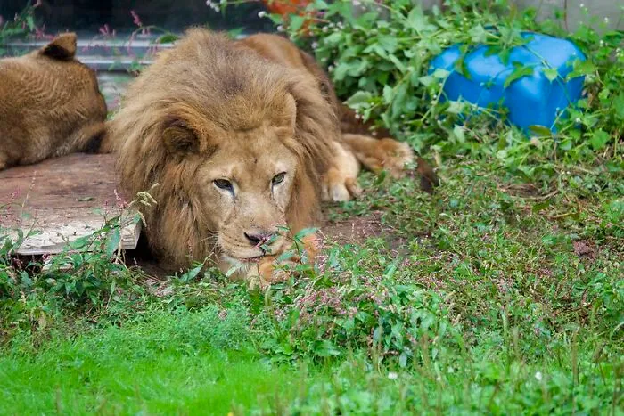 "Lions Are Kings Of The Jungle"