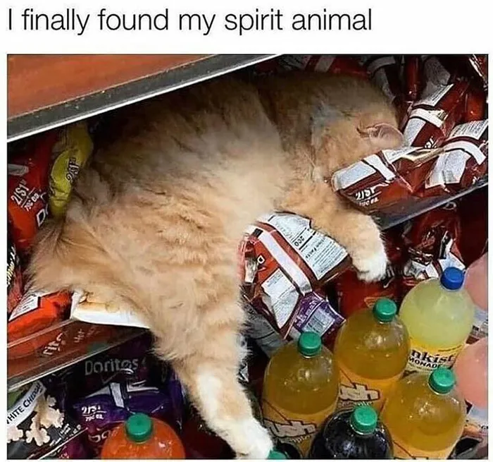 Cat sleeping on snack bags surrounded by colorful soda bottles, capturing a funny and relatable cat meme moment.