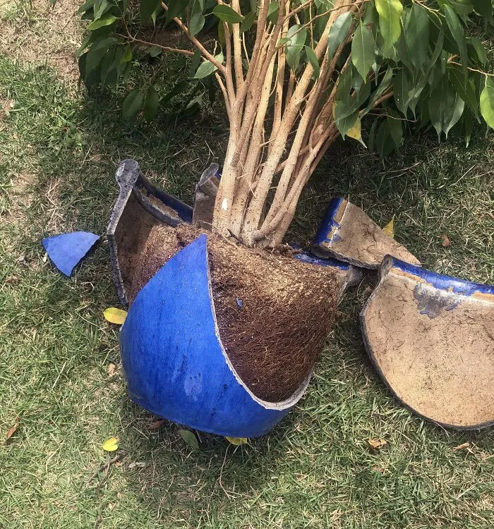 This Planter Was Almost 100 Years Old And My Grandmother's. Thank You, Next-Door-Neighbor's Demon Child, Aka Spawn Of Satan